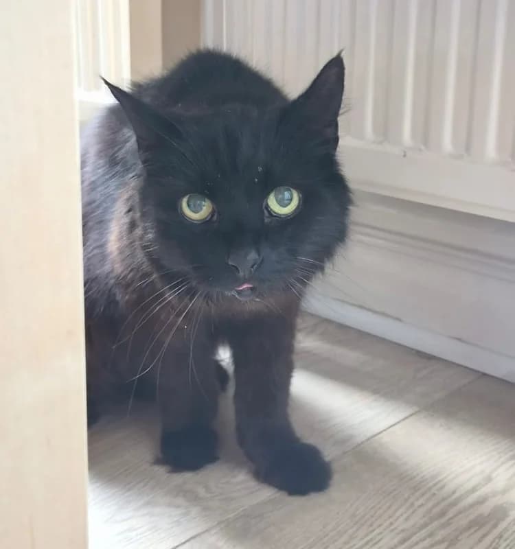 Reggie, male senior Mixed Breed for adoption at Cheshire Cats Rescue
