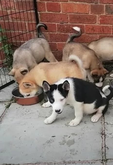 Akita/husky puppies, male puppy Mixed Breed for adoption at Chesterfield Animal Rescue