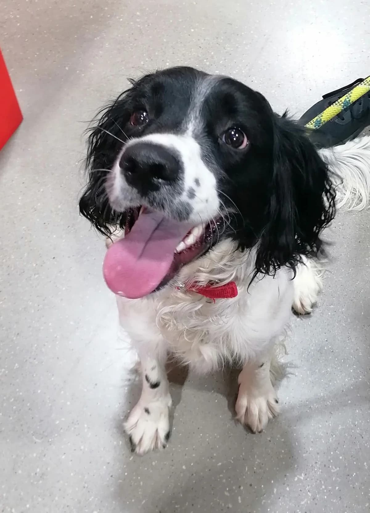 Benji, male young Mixed Breed for adoption at Chesterfield Animal Rescue