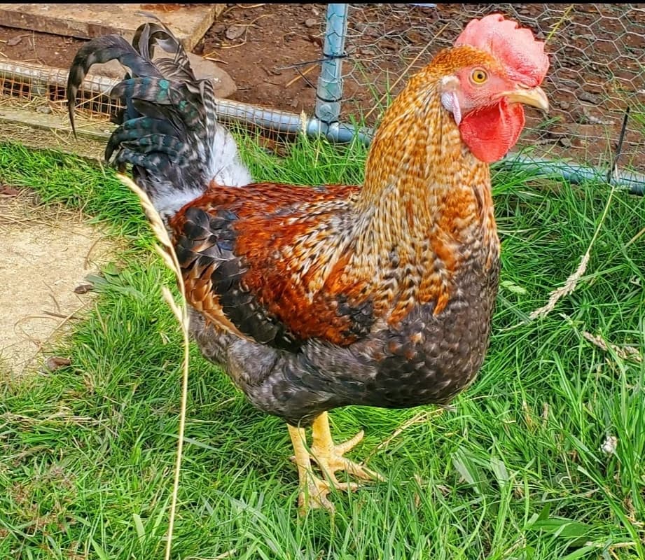 Cockerels, male 4yo Mixed Breed for adoption at Chesterfield Animal Rescue