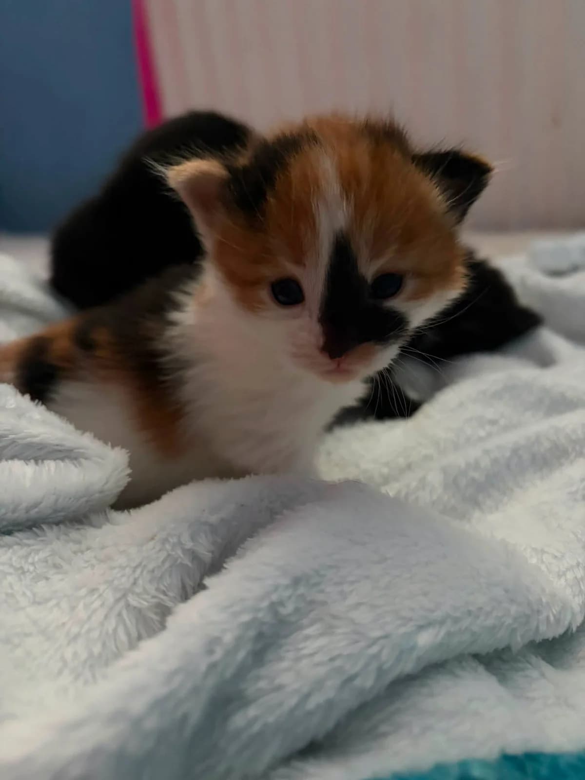 Kittens, female puppy Mixed Breed for adoption at Chesterfield Animal Rescue