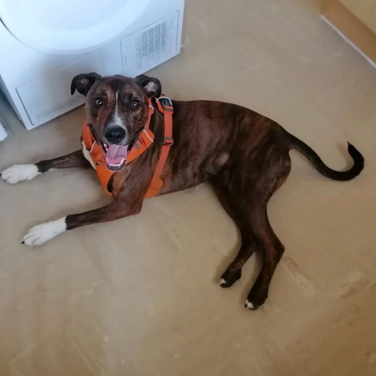 Loki, male 3yo Mixed Breed for adoption at Chesterfield Animal Rescue