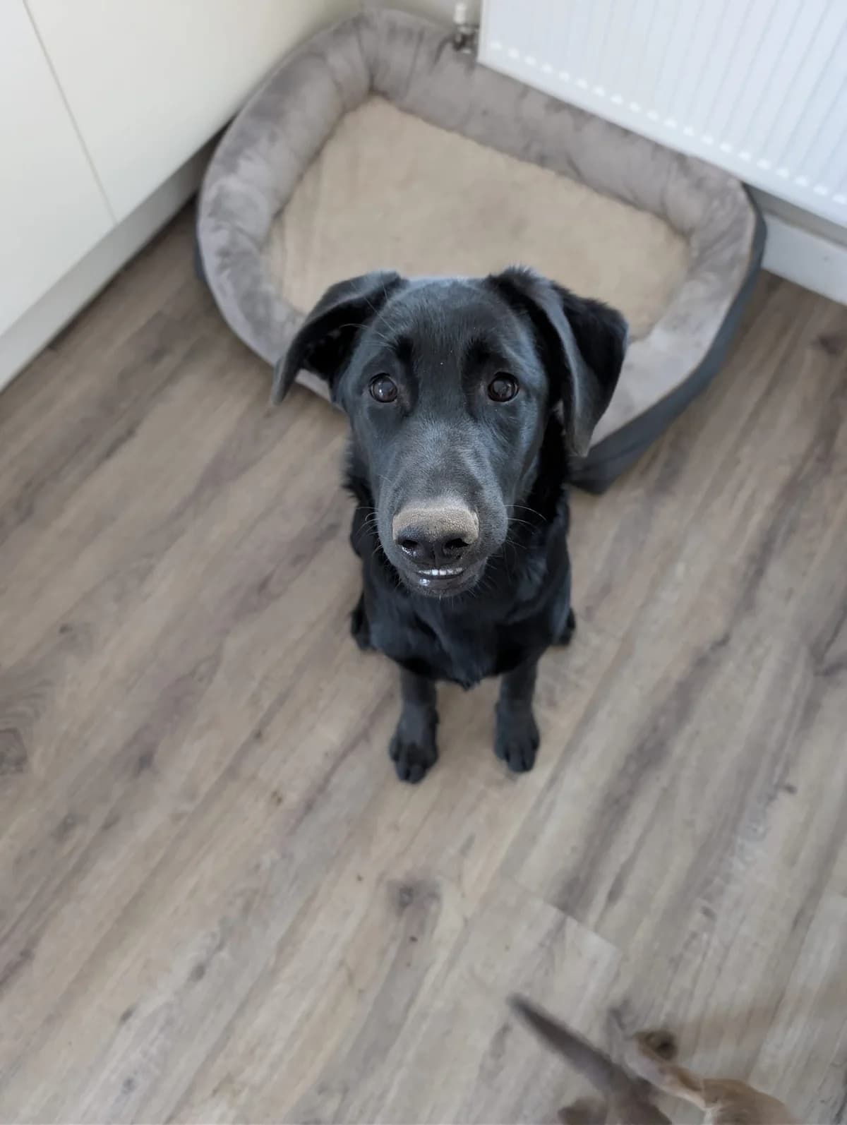 Louie, male puppy Mixed Breed for adoption at Chesterfield Animal Rescue