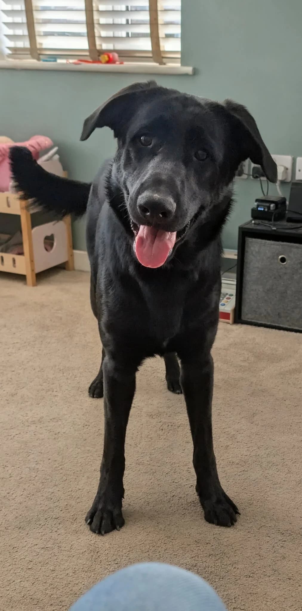 Louie, male young Mixed Breed for adoption at Chesterfield Animal Rescue
