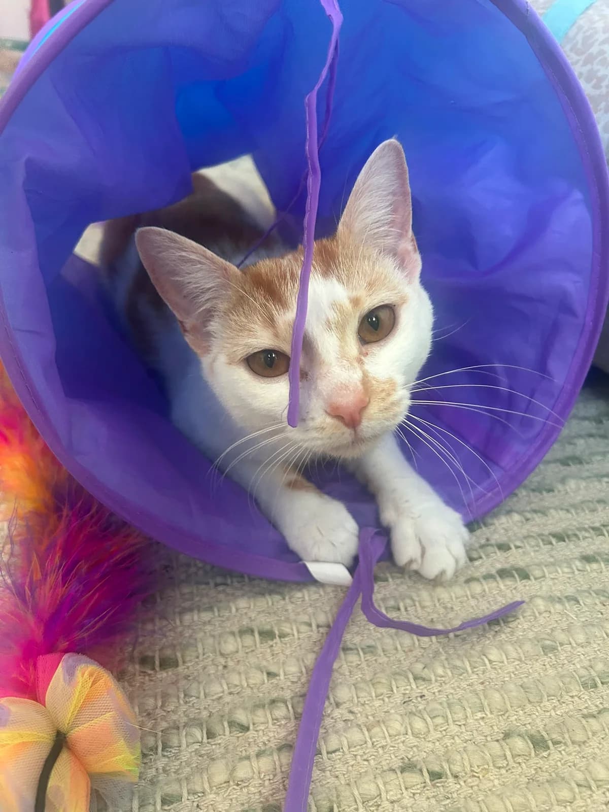May, female young Mixed Breed for adoption at Chesterfield Animal Rescue