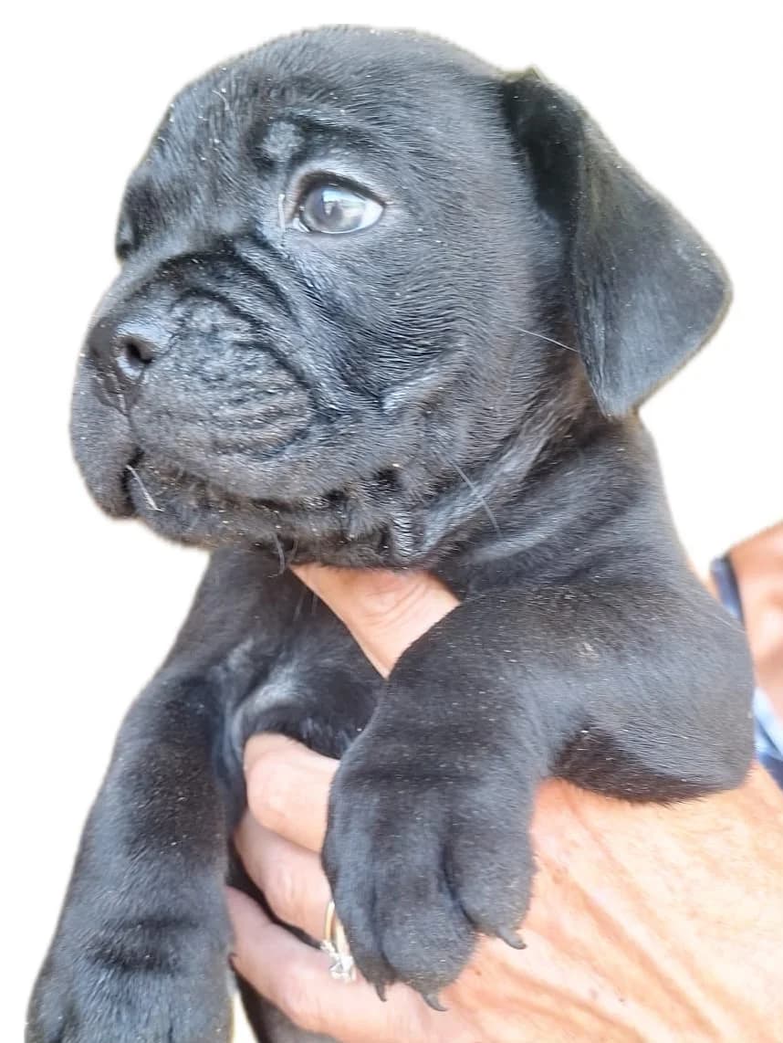Puppies, male puppy Mixed Breed for adoption at Chesterfield Animal Rescue