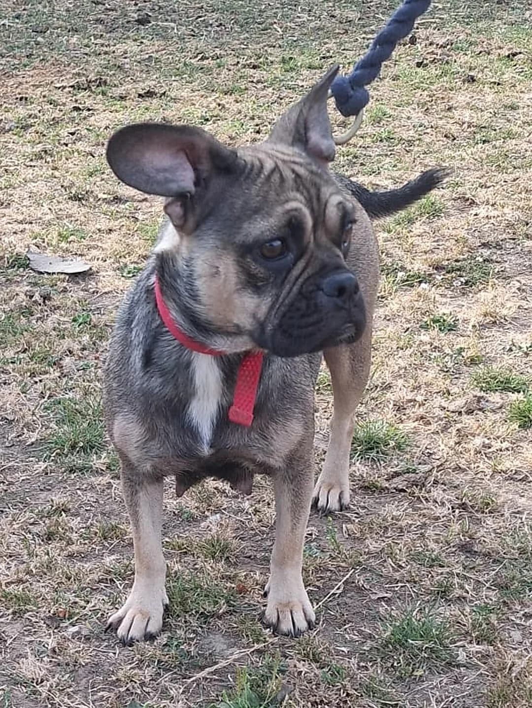 Remi, female young Mixed Breed for adoption at Chesterfield Animal Rescue
