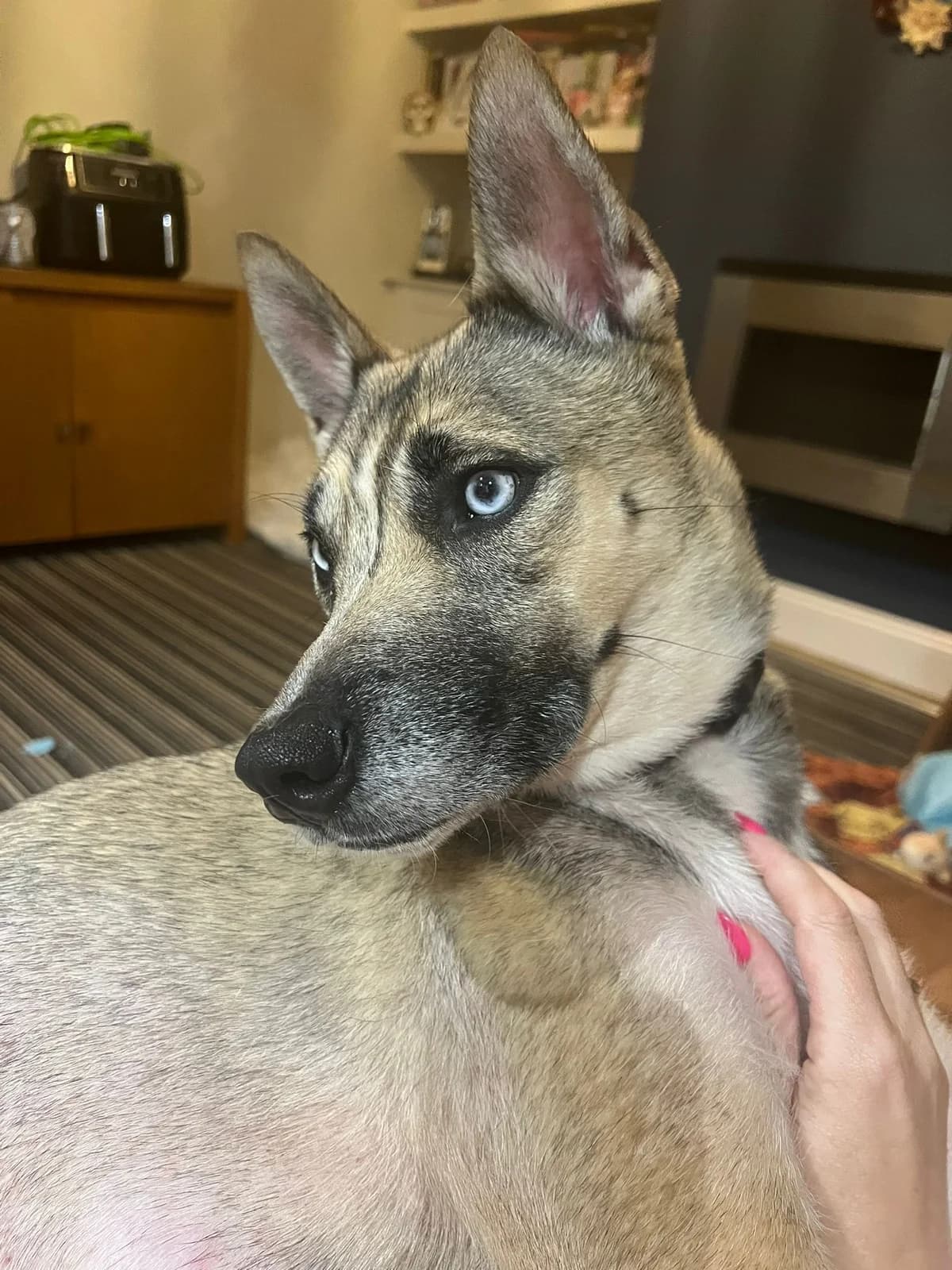 Rosie, female young Mixed Breed for adoption at Chesterfield Animal Rescue