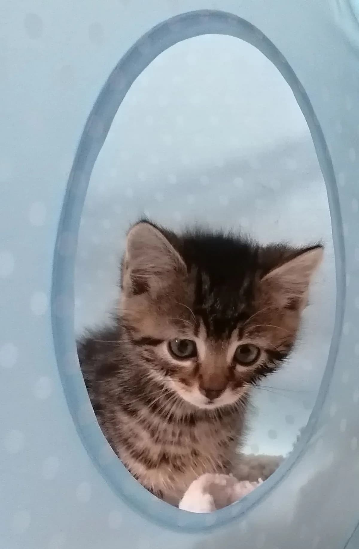 Tabby boys, male puppy Mixed Breed for adoption at Chesterfield Animal Rescue