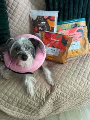 Chinese Crested 3, male young Mixed Breed for adoption at Chinese Crested Club of Great Britain Rescue