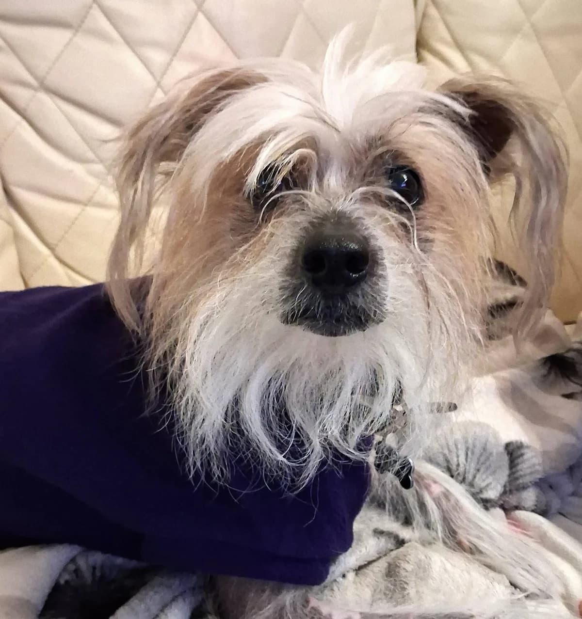 Chinese Crested 4, male 6yo Mixed Breed for adoption at Chinese Crested Club of Great Britain Rescue
