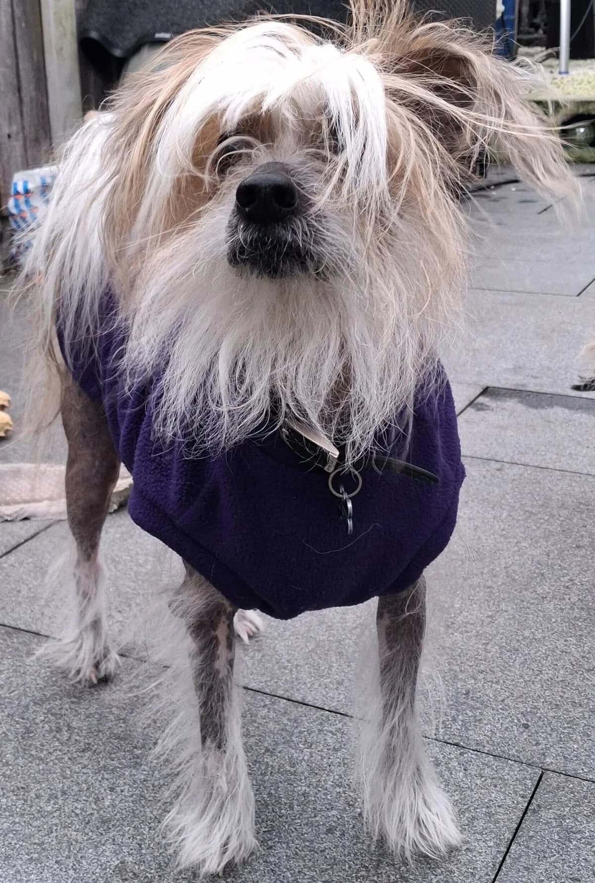 Chinese Crested 5, female senior Mixed Breed for adoption at Chinese Crested Club of Great Britain Rescue