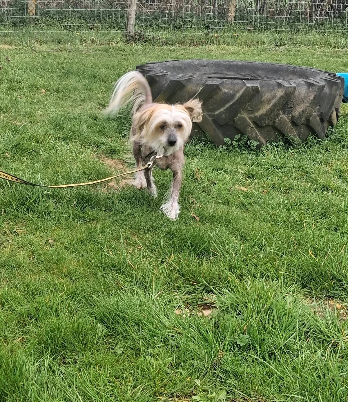 Chinese Crested 7, male 3yo Mixed Breed for adoption at Chinese Crested Club of Great Britain Rescue