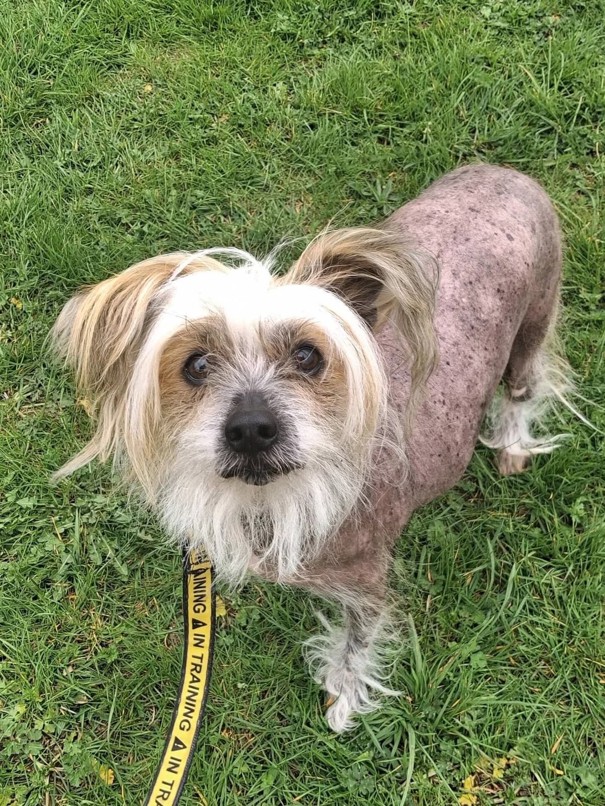 Chinese Crested 8, male 3yo Mixed Breed for adoption at Chinese Crested Club of Great Britain Rescue
