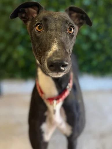 Aisling, Greyhound for adoption at Clarks Farm Greyhound Rescue