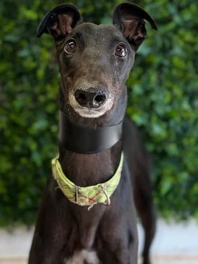 Alex, Greyhound for adoption at Clarks Farm Greyhound Rescue