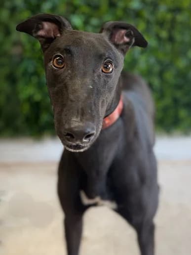 Alfie, Greyhound for adoption at Clarks Farm Greyhound Rescue