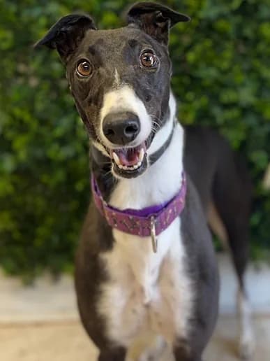 Allie, Greyhound for adoption at Clarks Farm Greyhound Rescue