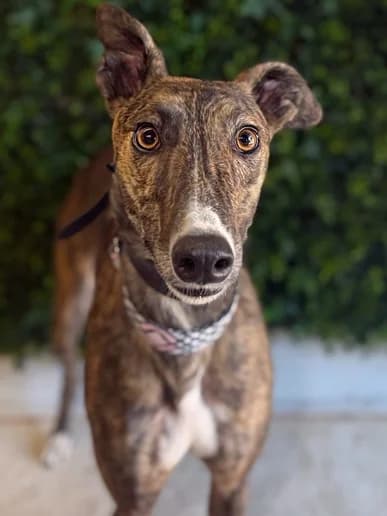 Amy, Greyhound for adoption at Clarks Farm Greyhound Rescue