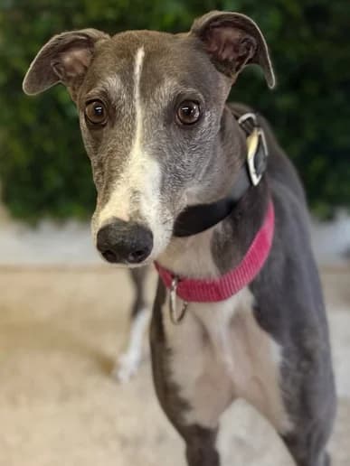 April, Greyhound for adoption at Clarks Farm Greyhound Rescue
