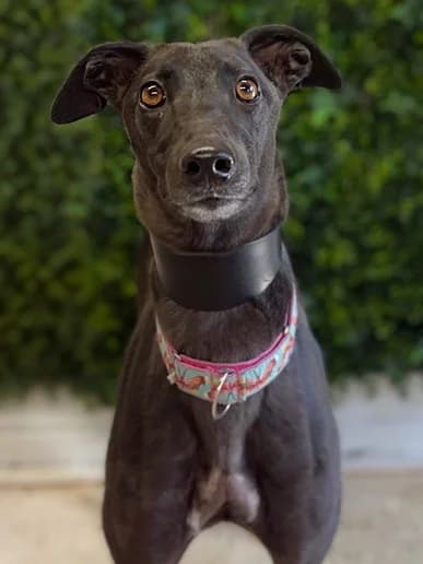 Arlia, Greyhound for adoption at Clarks Farm Greyhound Rescue