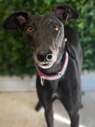 Athena, Greyhound for adoption at Clarks Farm Greyhound Rescue