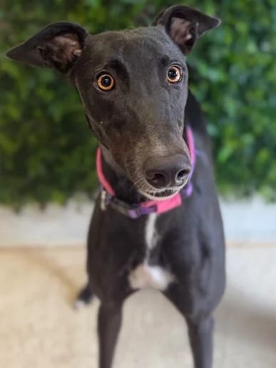 Bailey, Greyhound for adoption at Clarks Farm Greyhound Rescue