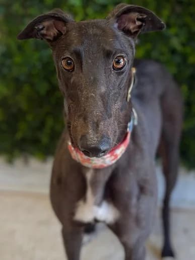 Blueberry, Greyhound for adoption at Clarks Farm Greyhound Rescue