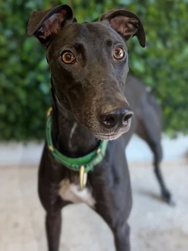 Brad, Greyhound for adoption at Clarks Farm Greyhound Rescue