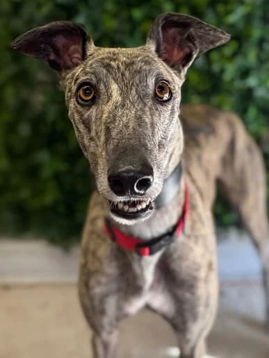 Buck, Greyhound for adoption at Clarks Farm Greyhound Rescue