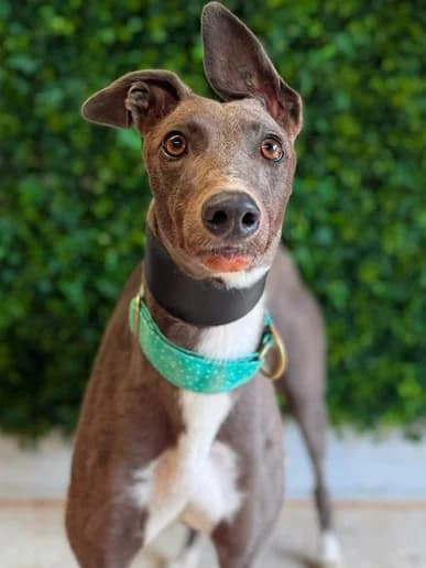Bunny, Greyhound for adoption at Clarks Farm Greyhound Rescue