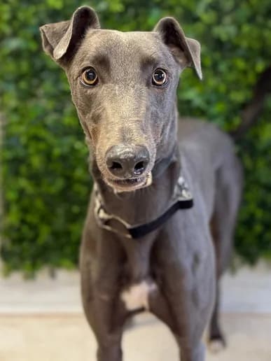 Caspar, Red male Greyhound for adoption at Clarks Farm Greyhound Rescue
