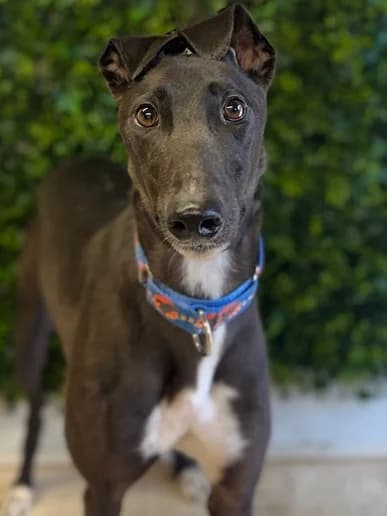 Chesney, Greyhound for adoption at Clarks Farm Greyhound Rescue