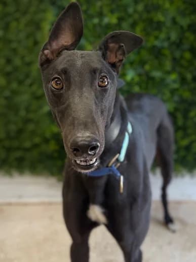 Denzel, Greyhound for adoption at Clarks Farm Greyhound Rescue