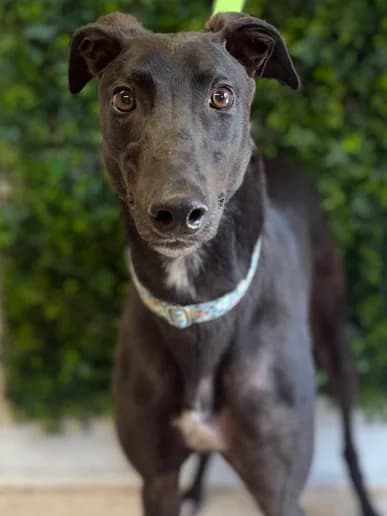 Dermot 9752, Greyhound for adoption at Clarks Farm Greyhound Rescue