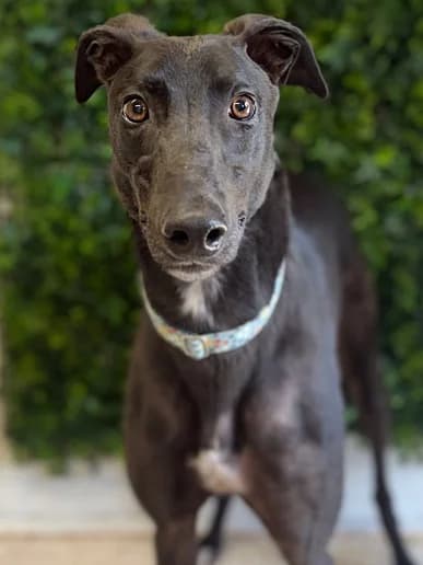 Dermot 9752, Greyhound for adoption at Clarks Farm Greyhound Rescue