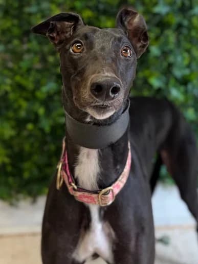 Dixie, Greyhound for adoption at Clarks Farm Greyhound Rescue