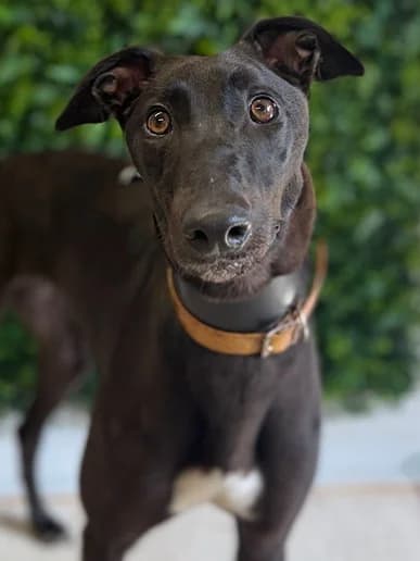 Dora, Greyhound for adoption at Clarks Farm Greyhound Rescue