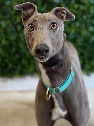 Duchess, Blue female 4yo Greyhound for adoption at Clarks Farm Greyhound Rescue
