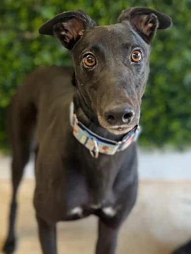 Eddie, Greyhound for adoption at Clarks Farm Greyhound Rescue