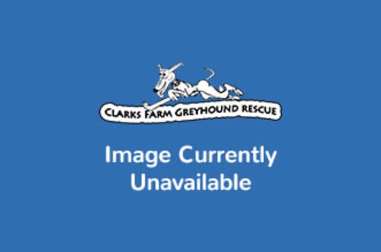 Fiddle, Greyhound for adoption at Clarks Farm Greyhound Rescue