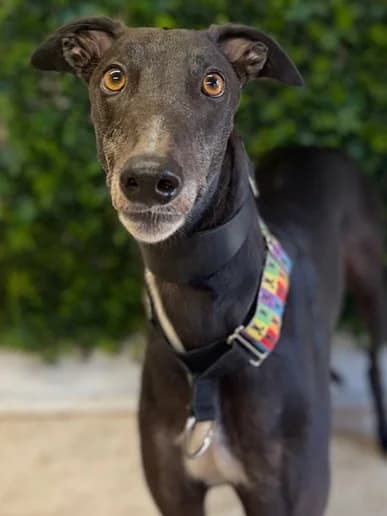 Fiddle, Greyhound for adoption at Clarks Farm Greyhound Rescue