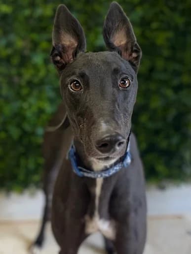 Frankie, Greyhound for adoption at Clarks Farm Greyhound Rescue