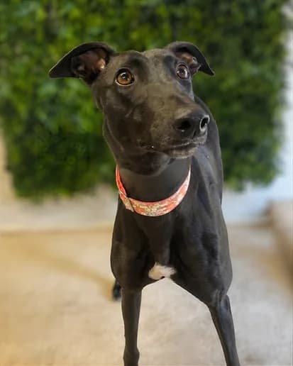 Gogo, Greyhound for adoption at Clarks Farm Greyhound Rescue