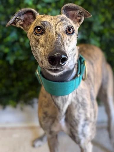 Grace, Greyhound for adoption at Clarks Farm Greyhound Rescue