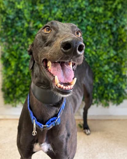 Harold, Greyhound for adoption at Clarks Farm Greyhound Rescue