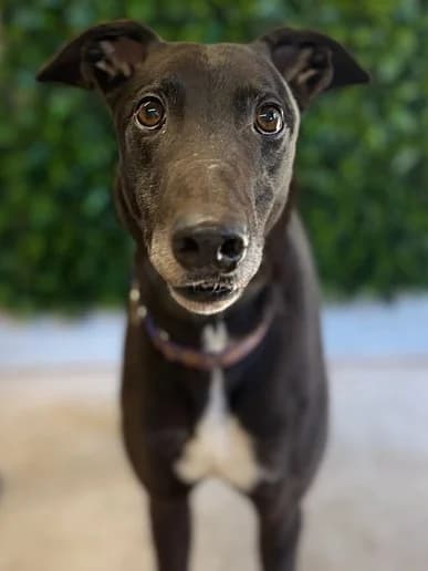 Husky, Greyhound for adoption at Clarks Farm Greyhound Rescue