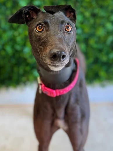 Jess, Greyhound for adoption at Clarks Farm Greyhound Rescue