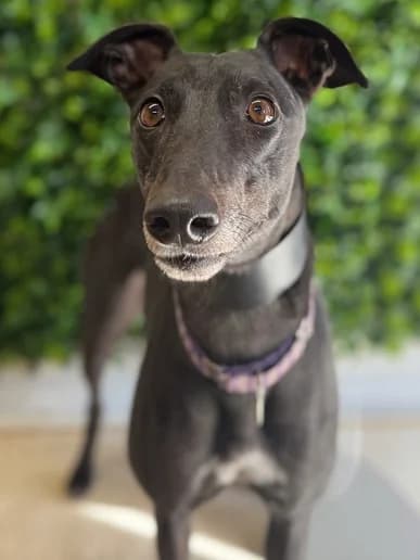 Kelly, Greyhound for adoption at Clarks Farm Greyhound Rescue