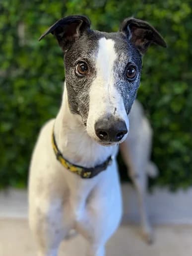 Lemon, Red male 6yo Greyhound for adoption at Clarks Farm Greyhound Rescue
